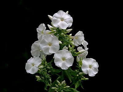 low-light photography of white flowers