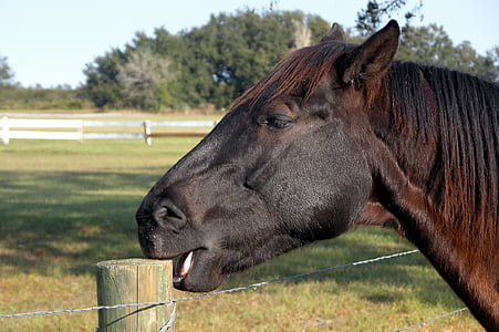 horse biting brown wooden bollard on pen at daytime