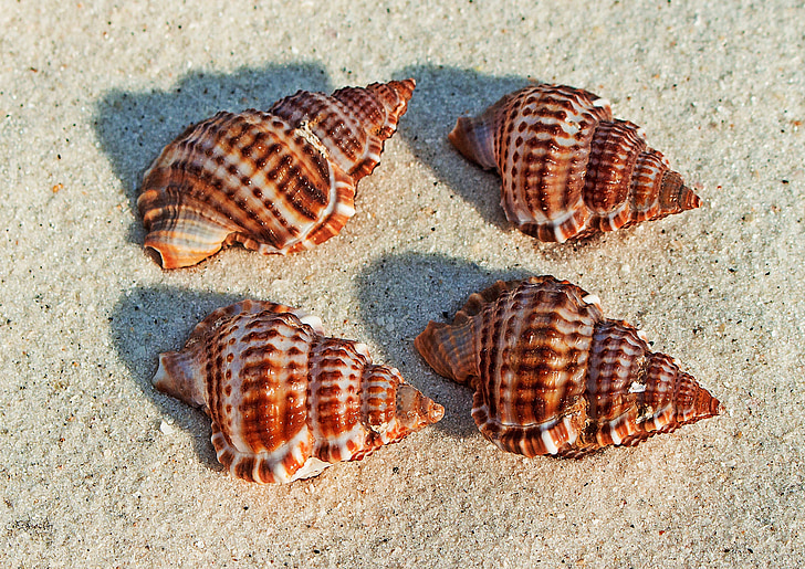 four brown shells