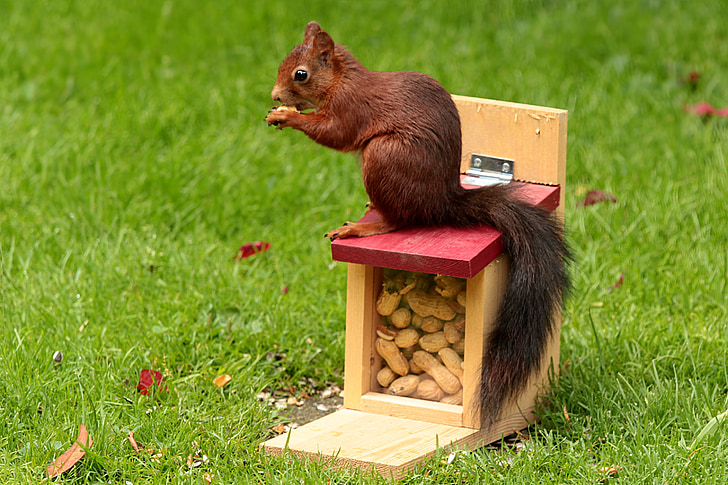 red squirrel on red and yellow box on focus photo