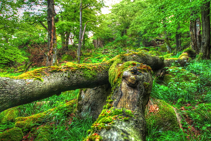 green mossy tree trunk