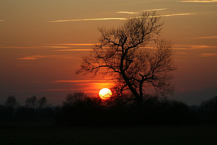 sunset and silhouette of trees
