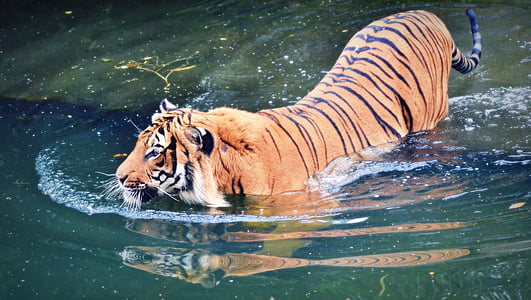 tiger on body of water during daytime