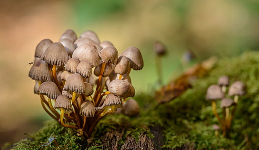 selective photography of brown mushrooms