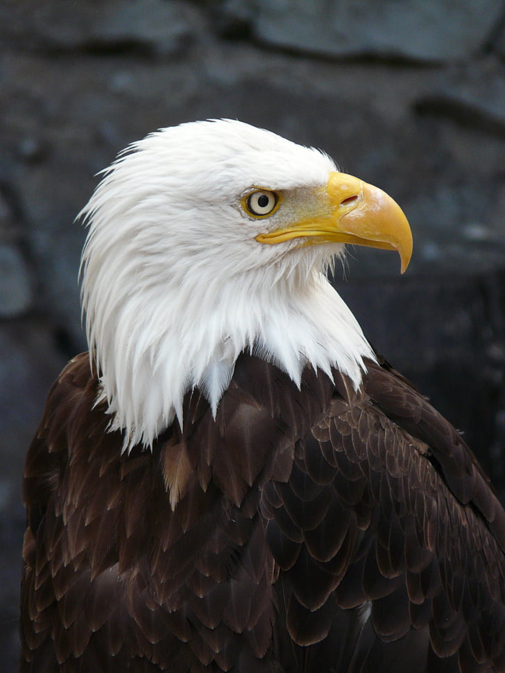 wildlife photography of bald eagle