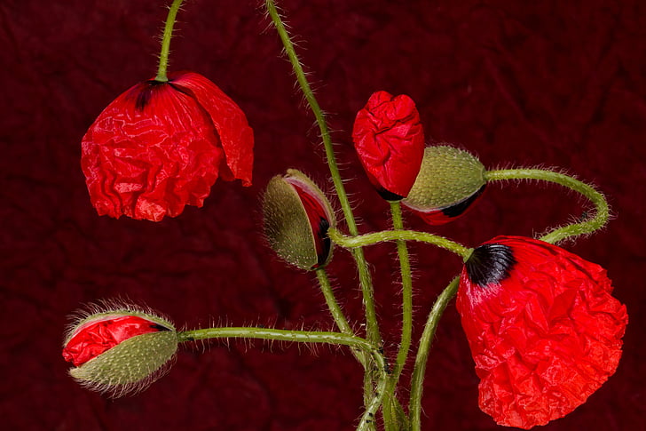 red poppy flowers beside poppy buds