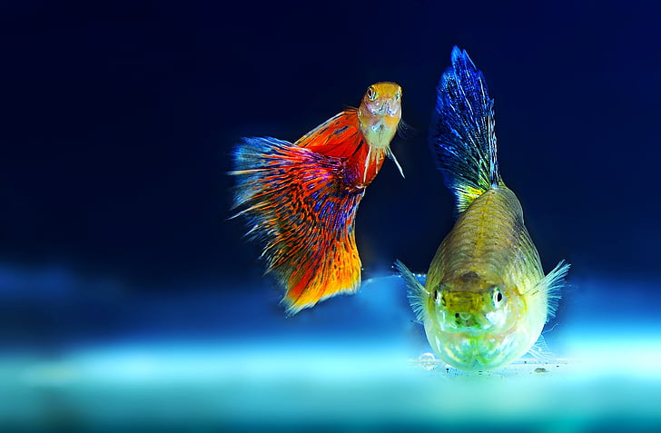 closeup photo of two red and yellow fish