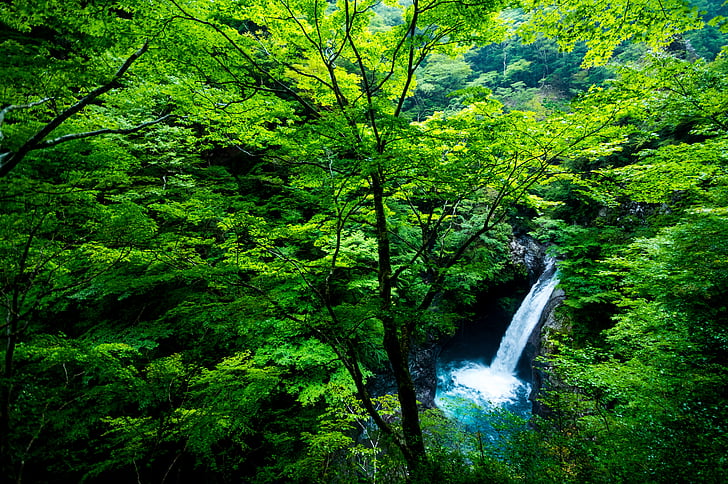 waterfalls inside forest near trees at daytime