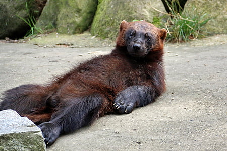 close-up photo of brown bear