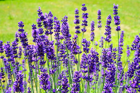purple flowering plant field