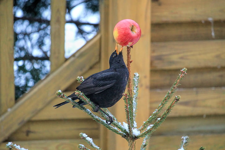 common blackbird eating apple fruit