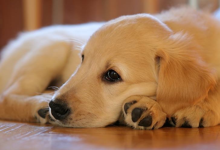 golden retriever puppy laying down on floor
