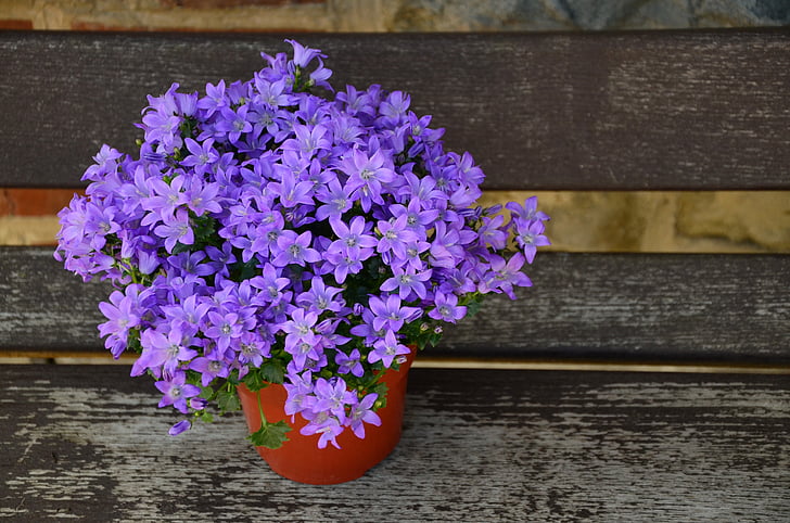 purple bellflowers centerpiece in closeup photo
