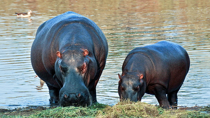 two hippopotamus near body of water during daytime