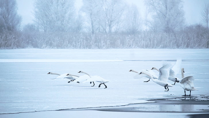 flock of swans on shore near bare trees