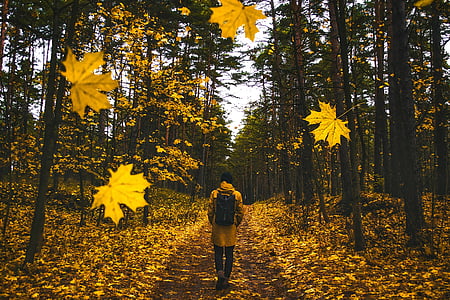 person walking on forest during fall