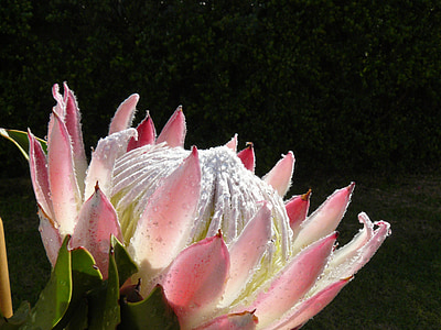 pink King protea flower in bloom close up photo