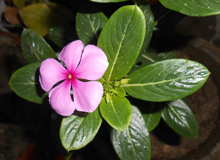 pink periwinkle flowers on pot