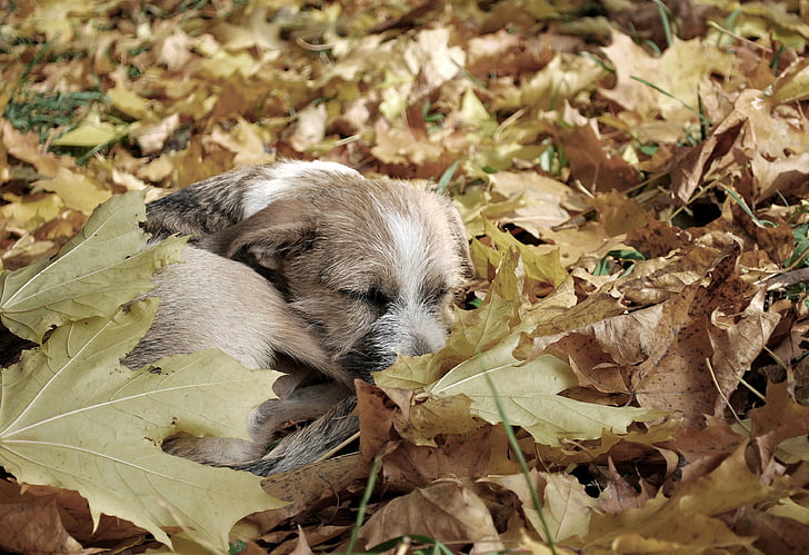 brown Border terrier puppy laying down on brown leaves