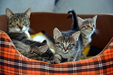 brown tabby cat and three kittens on pet bed