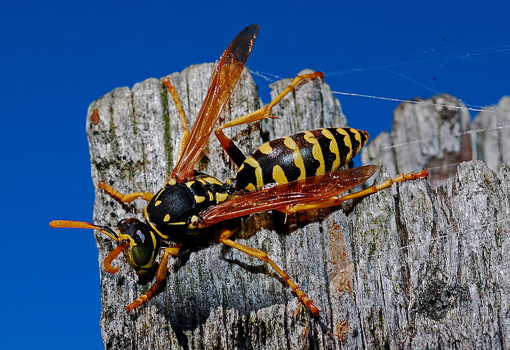 black and yellow wasp perched on gray wooden surface