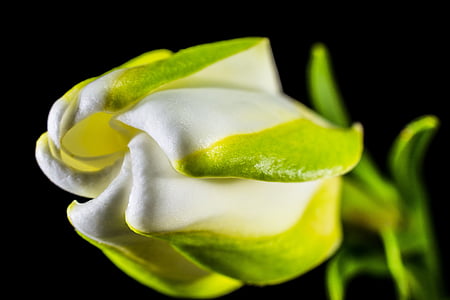 close-up photo of white and green petaled flower