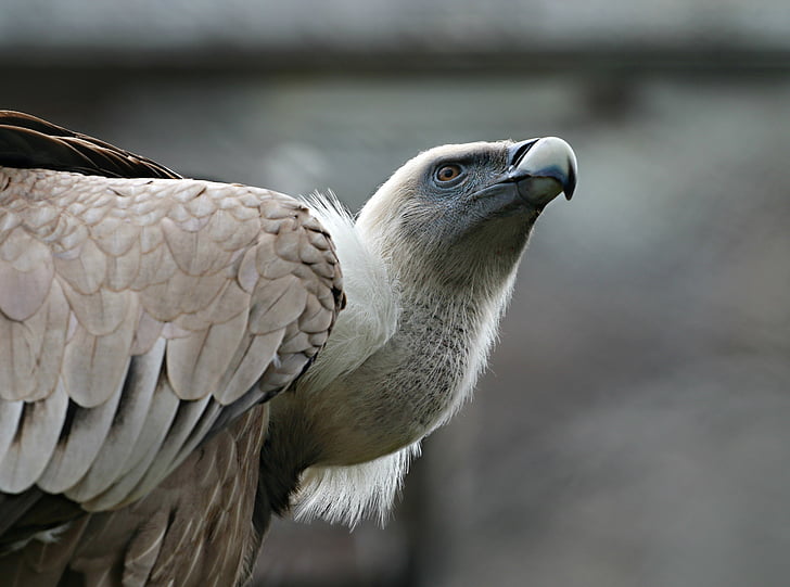 selective focus of brown and white eagle