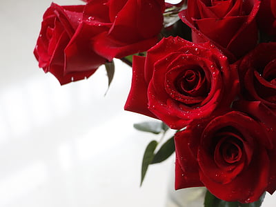 closeup photography of red rose flowers