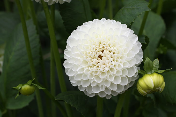 white ball dahlia flower in bloom closeup photography