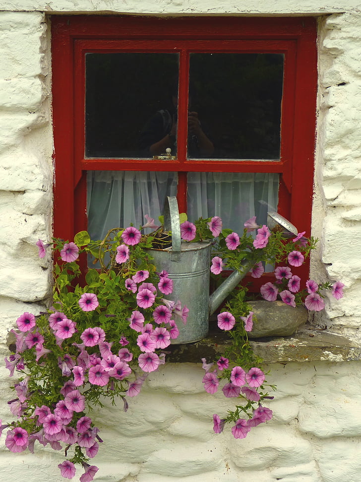 pink petaled flower with gray metal watering can on window during daytime