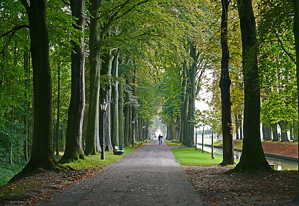 pathway in between green leaf trees