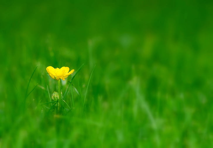 yellow buttercup flower in bloom selective focus photo