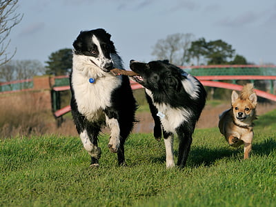two adult black and white border collies and brown Chihuahua playing on green grass lawn