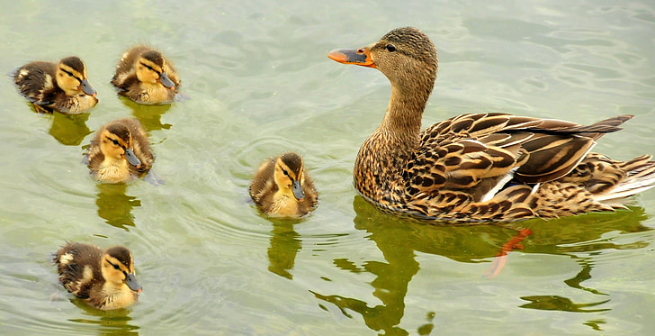 photo of brown and beige duck and five ducklings