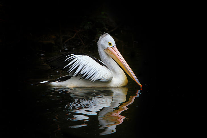 Pelican on body of water