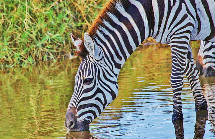 Royalty-Free photo: Zebra drinking water on lake | PickPik