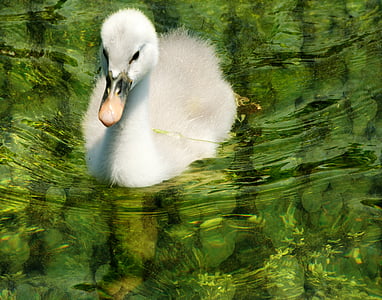 white goose on body of water