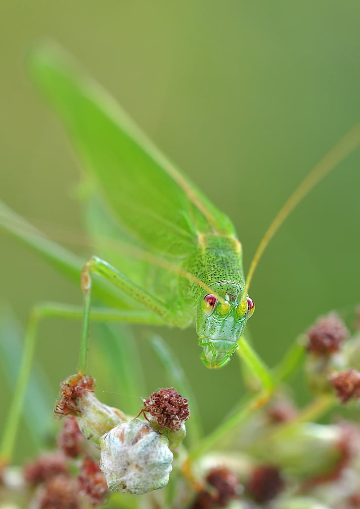 macro photo of giant katydid