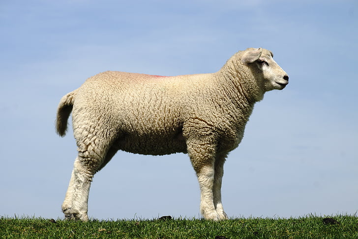 white lamb standing on grass during daytime
