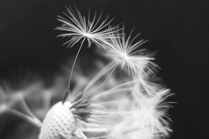 grayspace photo of dandelion
