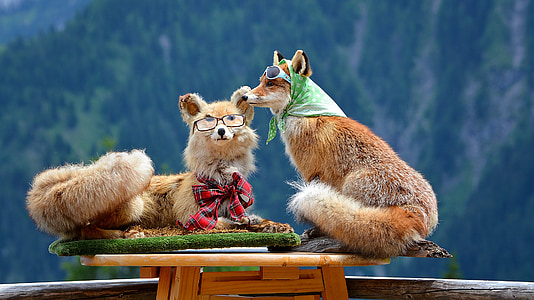 person showing two brown foxes