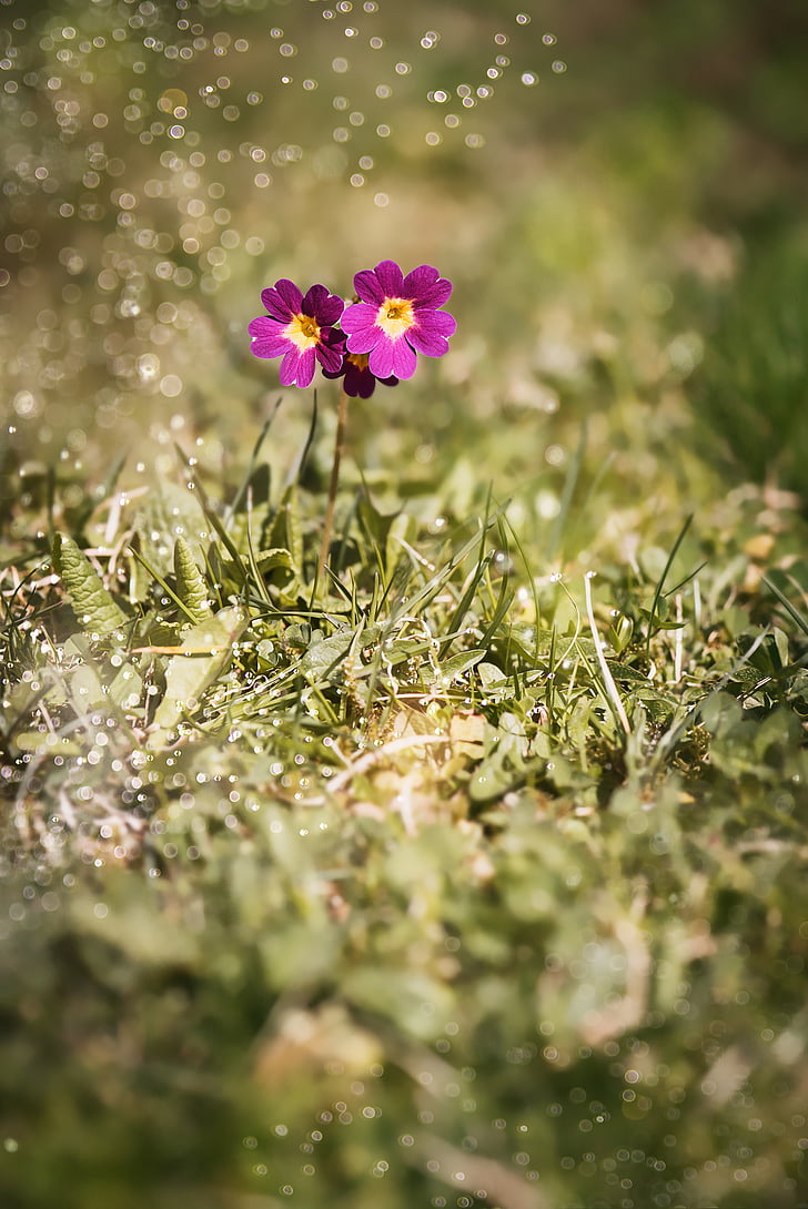 macro shot photography of purple primrose flower during daytime