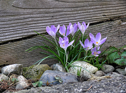 purple crocus flowers near brown wooden wall