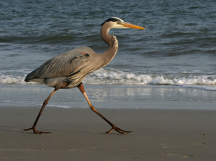 great blue heron walking along the shore during daytime