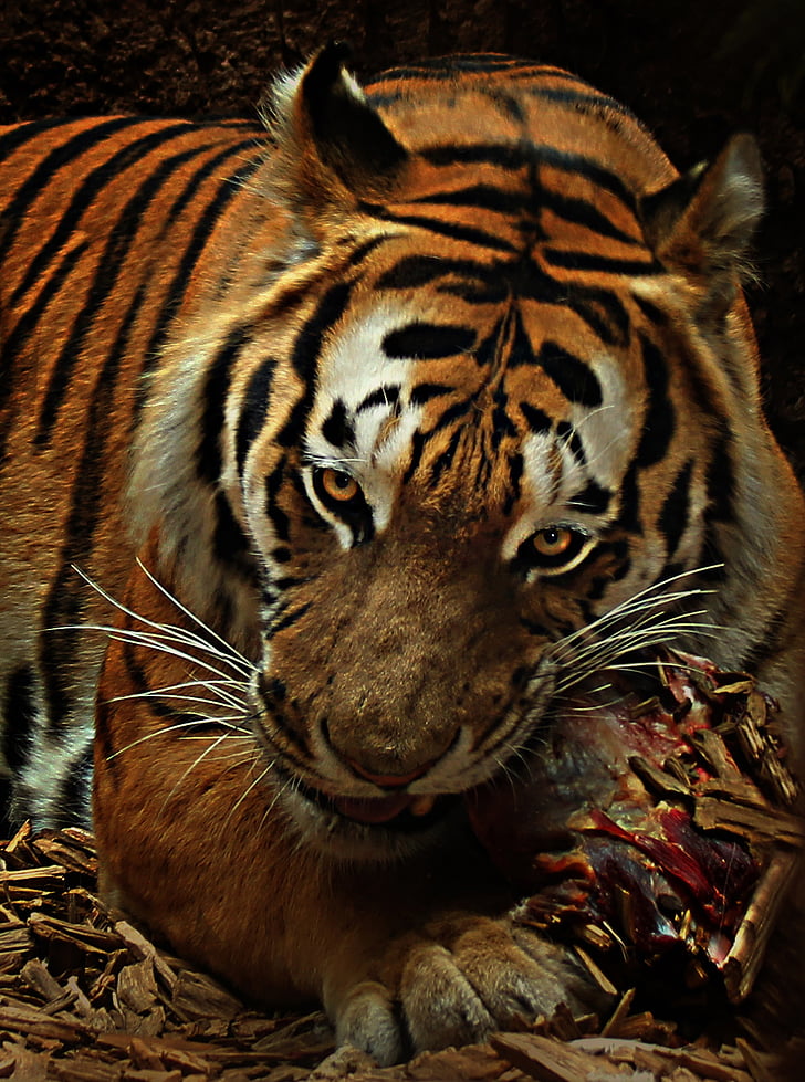 eating tiger painting