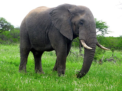 black elephant standing on green grass field