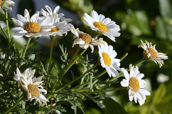 white-and-yellow petaled flowers during daytime