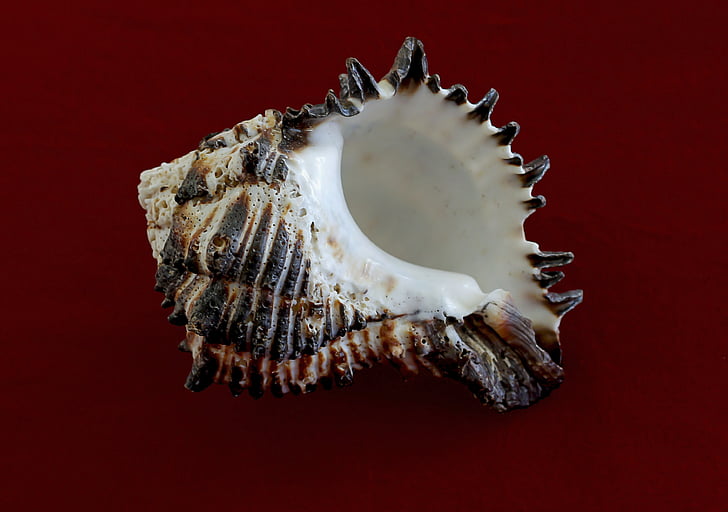 white and black seashell