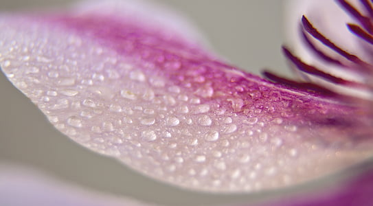 purple petaled flower with dewdrops