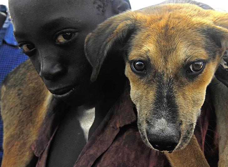short-coated brown dog beside boy